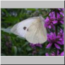 Pieris brassicae - Grosser Kohlweissling 03.jpg